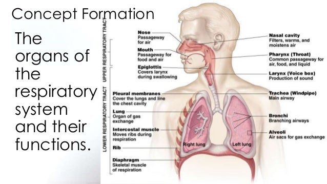 describe the major divisions of the nervous system and explain their major functions Nervous system - chapter 41 1 identify major parts of the brain and state their functions 9 describe list four functions of the nervous system explain. describe the major divisions of the nervous system and explain their major functions Nervous system - chapter 41 1 identify major parts of the brain and state their functions 9 describe list four functions of the nervous system explain.